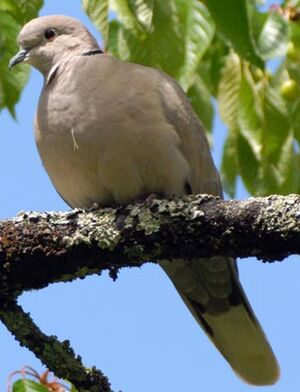Eurasian Collared Dove 
&copy; Gr�goire Trunet