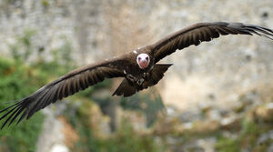 Hooded Vulture