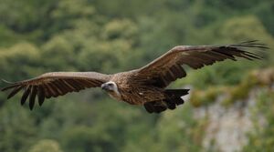 Griffon Vulture 
&copy; Gr�goire Trunet