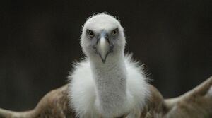 Griffon Vulture 
&copy; Gr�goire Trunet