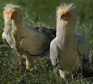 Egyptian Vulture 
&copy; Gr�goire Trunet