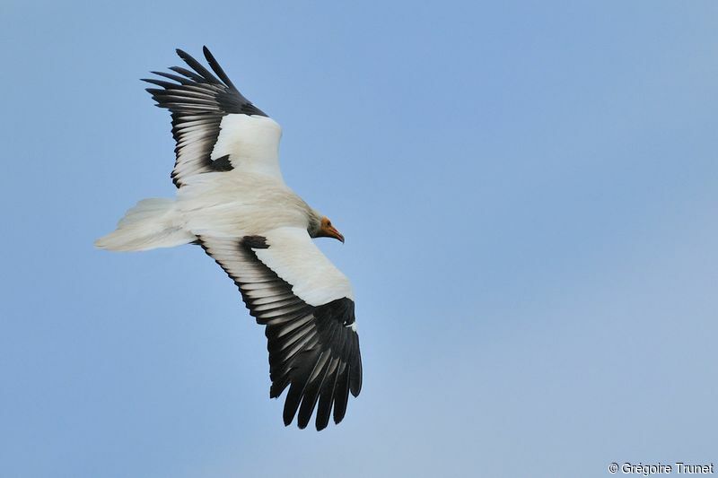 Vautour percnoptère - Neophron percnopterus