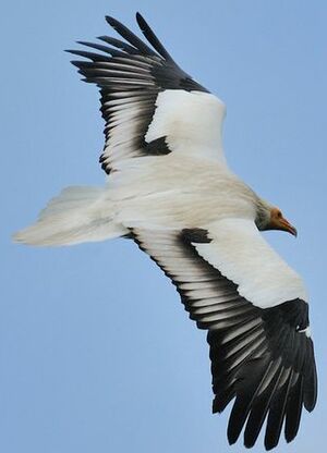 Egyptian Vulture 
&copy; Gr�goire Trunet