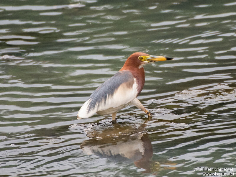 Chinese Pond Heron, identification, aspect, pigmentation, walking