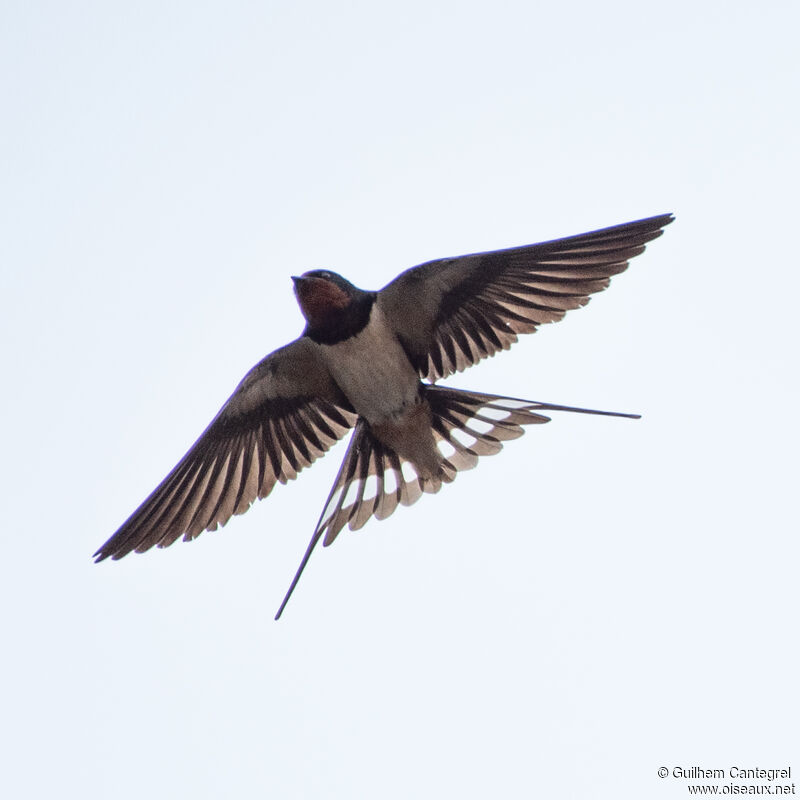 Barn Swallow, aspect, pigmentation, Flight