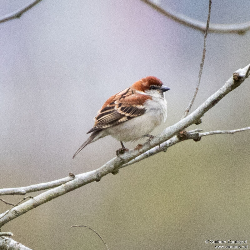 Russet Sparrow, identification, aspect, pigmentation, walking
