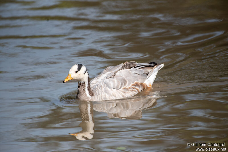 Bar-headed Goose, identification, aspect, pigmentation, swimming