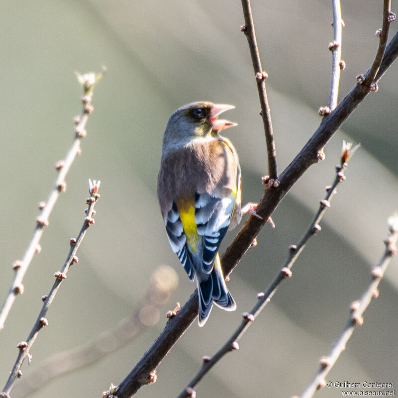 Grey-capped Greenfinch, identification, aspect, pigmentation, walking, song