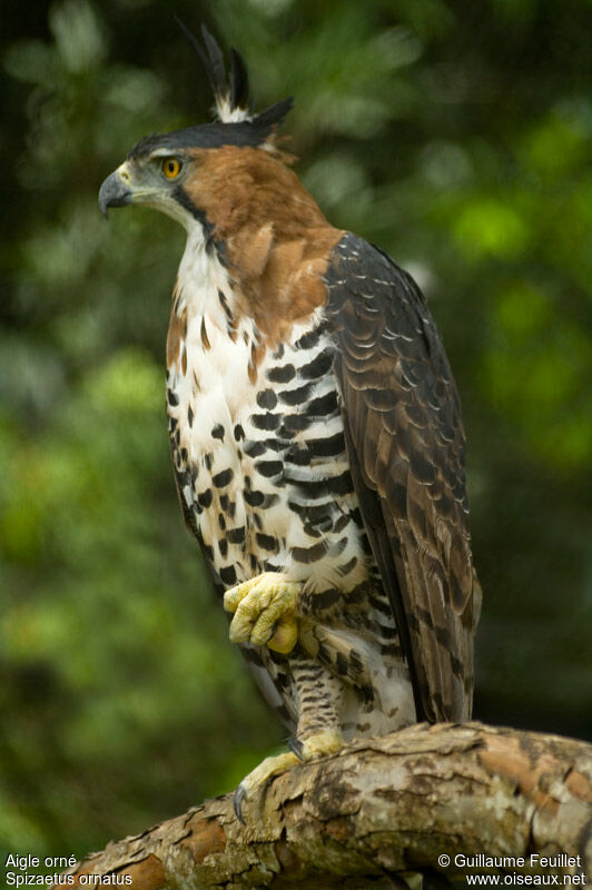 Ornate Hawk-Eagle, identification