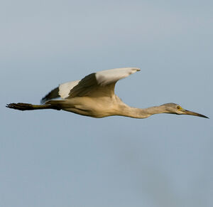 Aigrette bleue