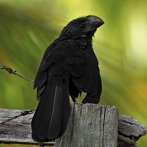 Smooth-billed Ani