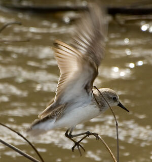 Semipalmated Sandpiper 
&copy; Guillaume Feuillet