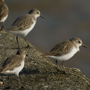 Semipalmated Sandpiper 
&copy; Guillaume Feuillet