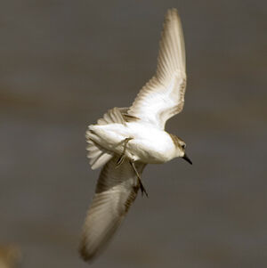Semipalmated Sandpiper 
&copy; Guillaume Feuillet