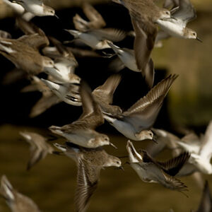 Semipalmated Sandpiper 
&copy; Guillaume Feuillet