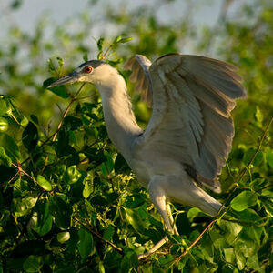 Black-crowned Night Heron
