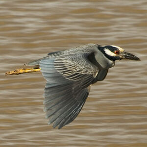 Yellow-crowned Night Heron