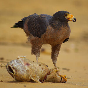 Rufous Crab Hawk