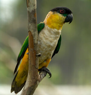 Black-headed Parrot