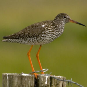 Common Redshank