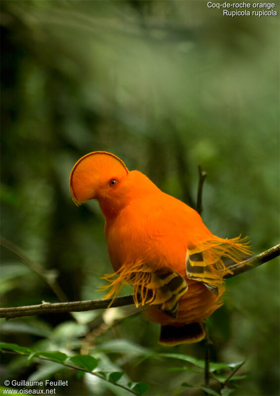 Coq-de-roche orange mâle