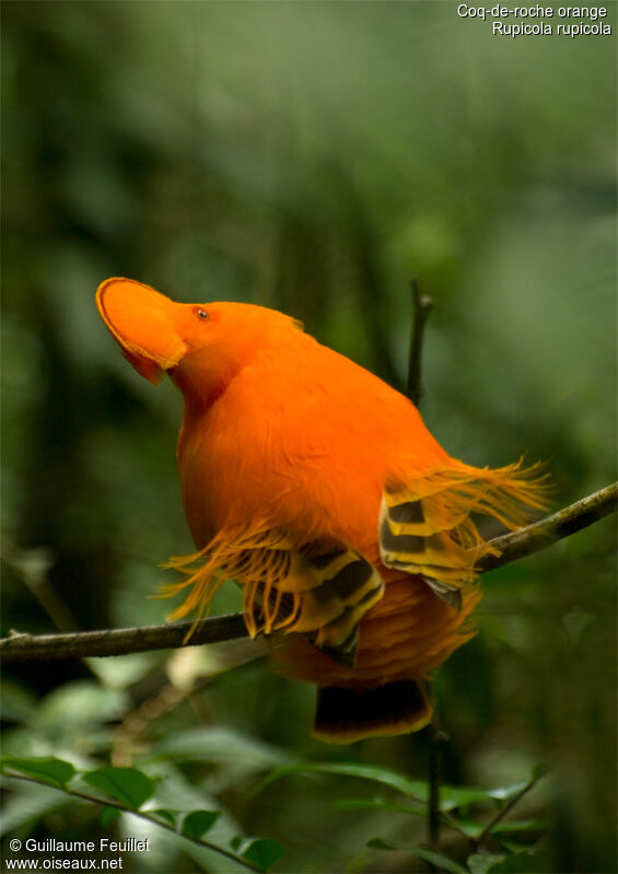 Coq-de-roche orange mâle