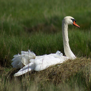 Cygne tuberculé