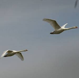 Cygne tubercul�