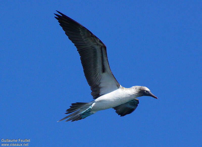 Blue-footed Booby, pigmentation, Flight