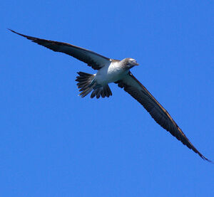 Fou � pieds bleus