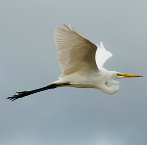 Great Egret