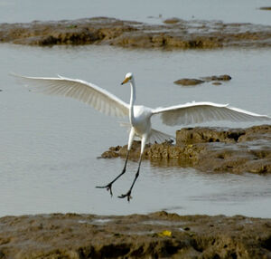 Great Egret