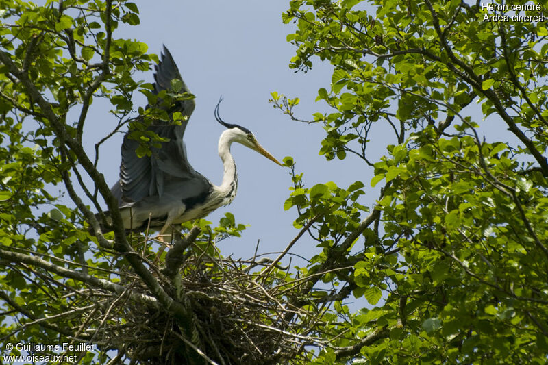 Grey Heron, Reproduction-nesting