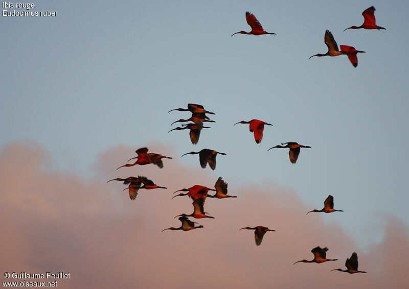 Scarlet Ibis, Flight