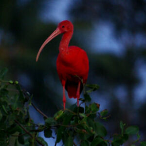Ibis rouge