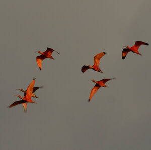 Ibis rouge