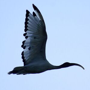 Ibis sacr� 
&copy; Guillaume Feuillet