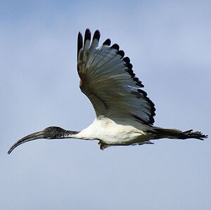 Ibis sacr� 
&copy; Guillaume Feuillet