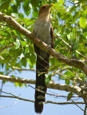 Piaye �cureuil