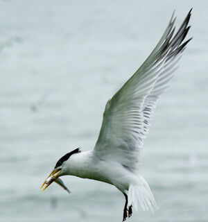 Cayenne Tern