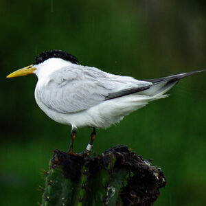 Cayenne Tern