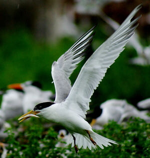 Cayenne Tern