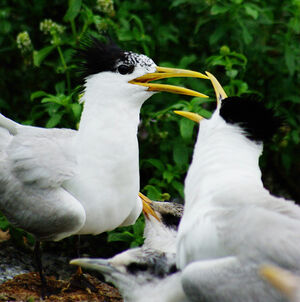 Cayenne Tern