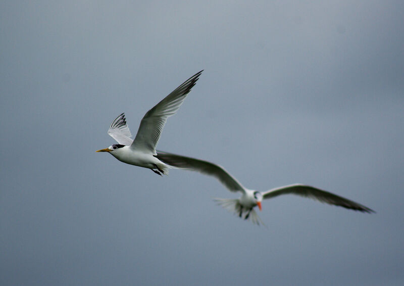Cabot's Tern (eurygnathus), Flight