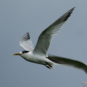 Cayenne Tern