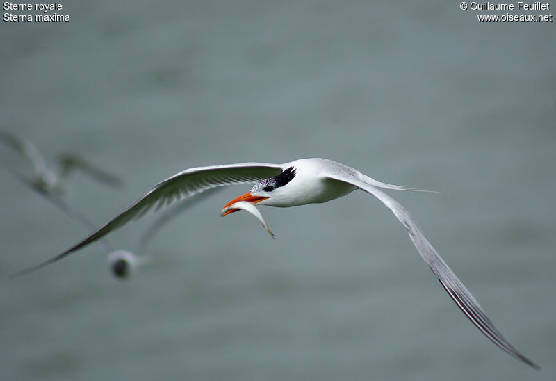 Royal Tern, Flight, feeding habits, Behaviour