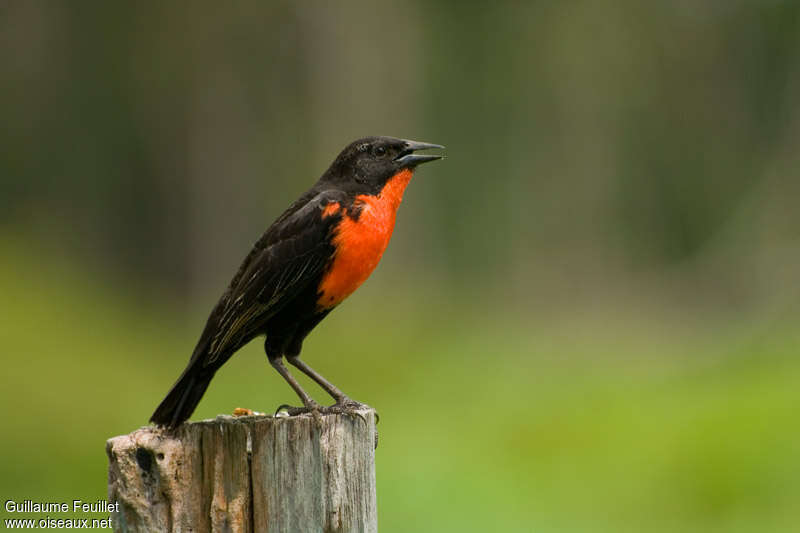 Red-breasted Blackbird male adult breeding, identification