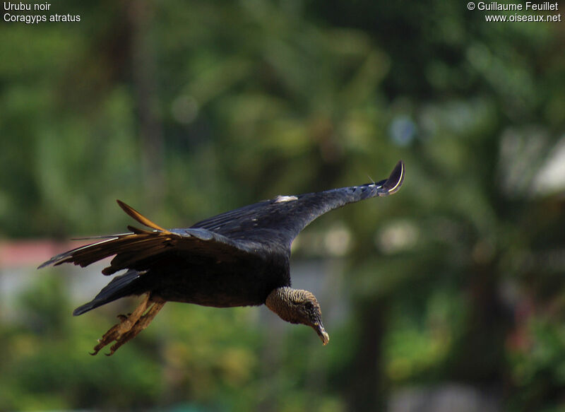 Black Vulture, Flight