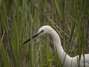 Aigrette garzette 
&copy; Guillaume Passavy