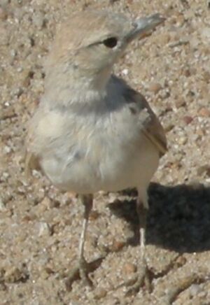 Gray's Lark